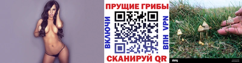 закладка  мориарти наркотические препараты  Псилоцибиновые грибы Magic Shrooms  Керчь 